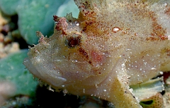 Raja Ampat 2016 - Taenianotus triacanthus - Leaf Scorpionfish - Poisson scorpion feuille - IMG_4854_rc